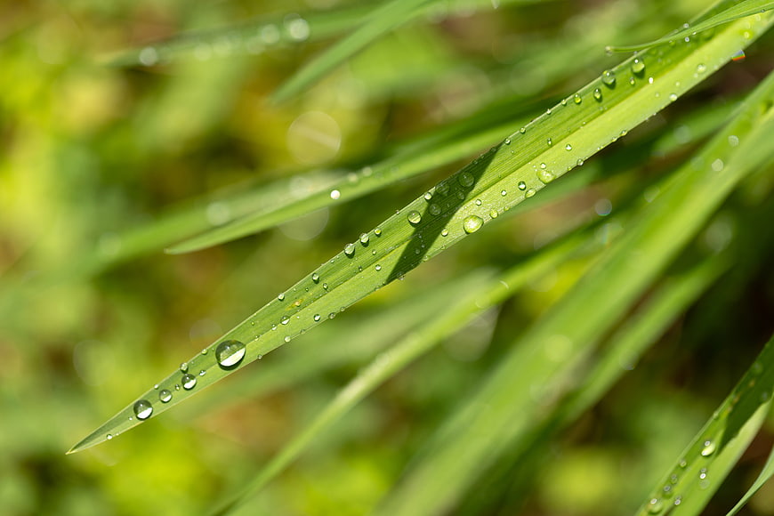 Close-up of green grass blade with morning dew drops