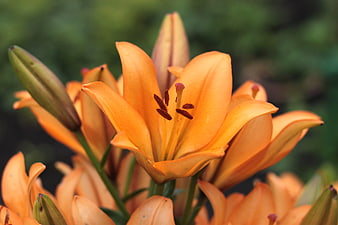 Close-up of vibrant orange lily flowers in bloom