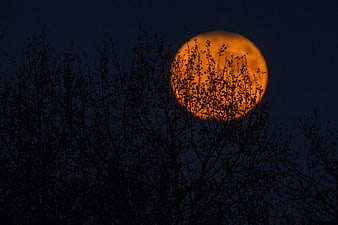 Giant Orange Supermoon Rising Behind Silhouetted Trees