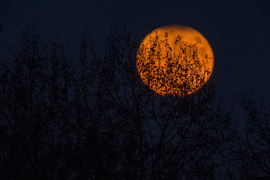 Giant Orange Supermoon Rising Behind Silhouetted Trees