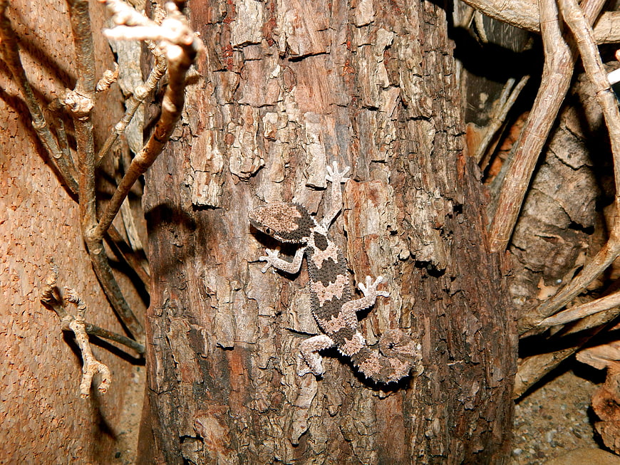 Camouflaged Gecko on Tree Bark
