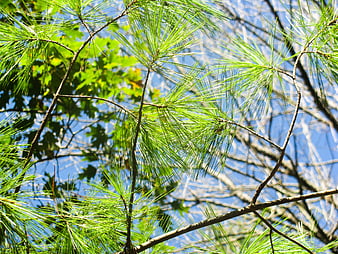 Sunlit Pine Branches Against Blue Sky