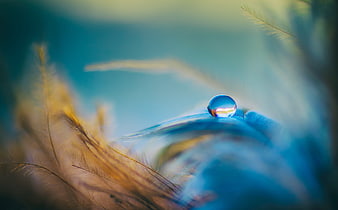 Macro shot of a water droplet on a blue feather with golden grass