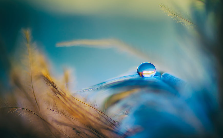 Macro shot of a water droplet on a blue feather with golden grass