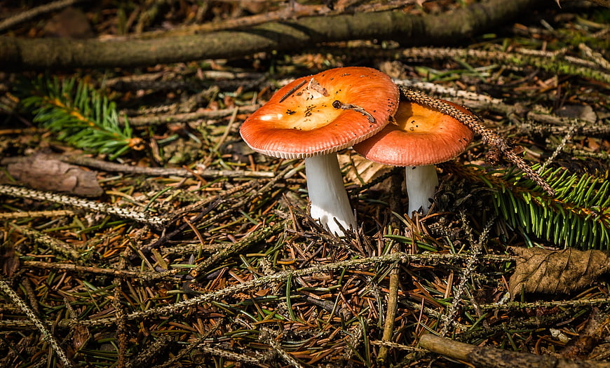 Two Red Wild Mushrooms Growing in Forest Undergrowth