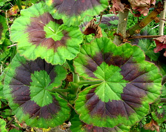 Close-up of green and maroon geranium leaves with natural pattern