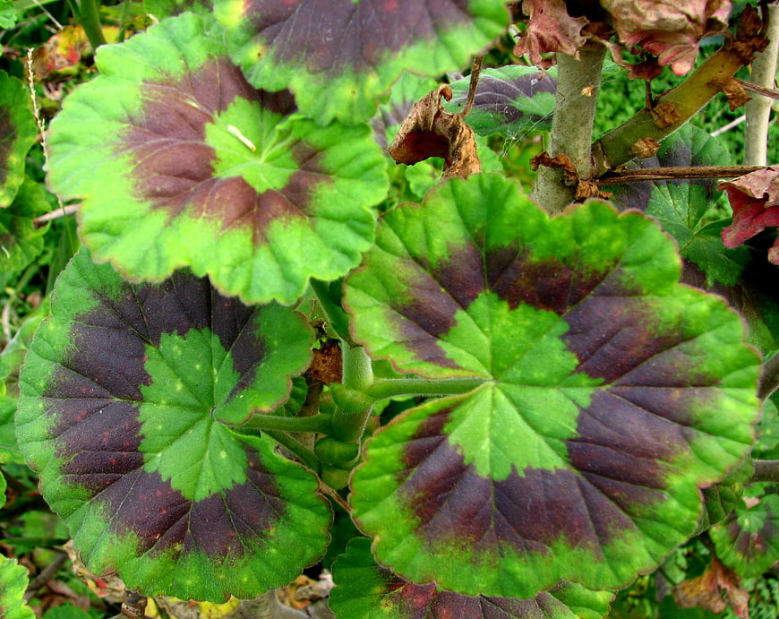 Close-up of green and maroon geranium leaves with natural pattern