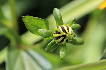 Close-up of a green flower bud with emerging yellow petals