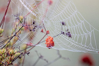 Macro photography of a dew-covered spider web on autumn foliage