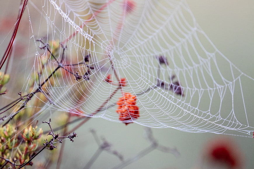Macro photography of a dew-covered spider web on autumn foliage