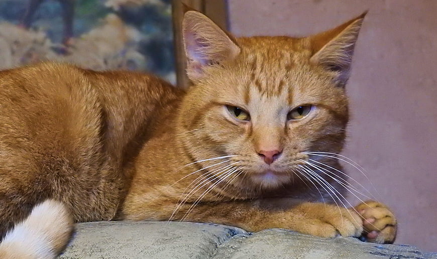Close-up portrait of a resting ginger tabby cat
