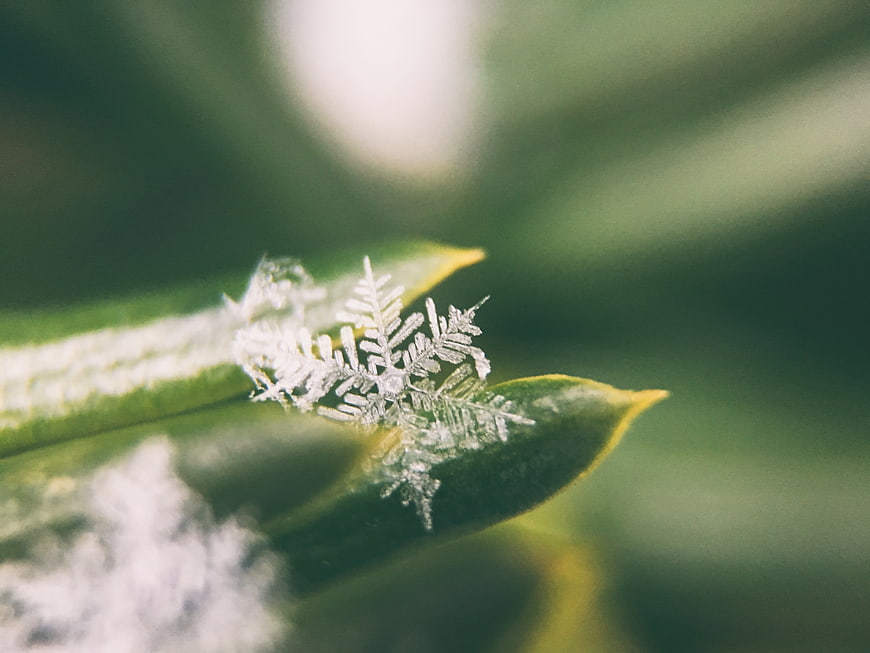 Macro shot of intricate snowflake on green pine needle