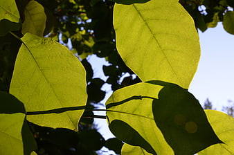 Sunlit green leaves with shadows against blue sky