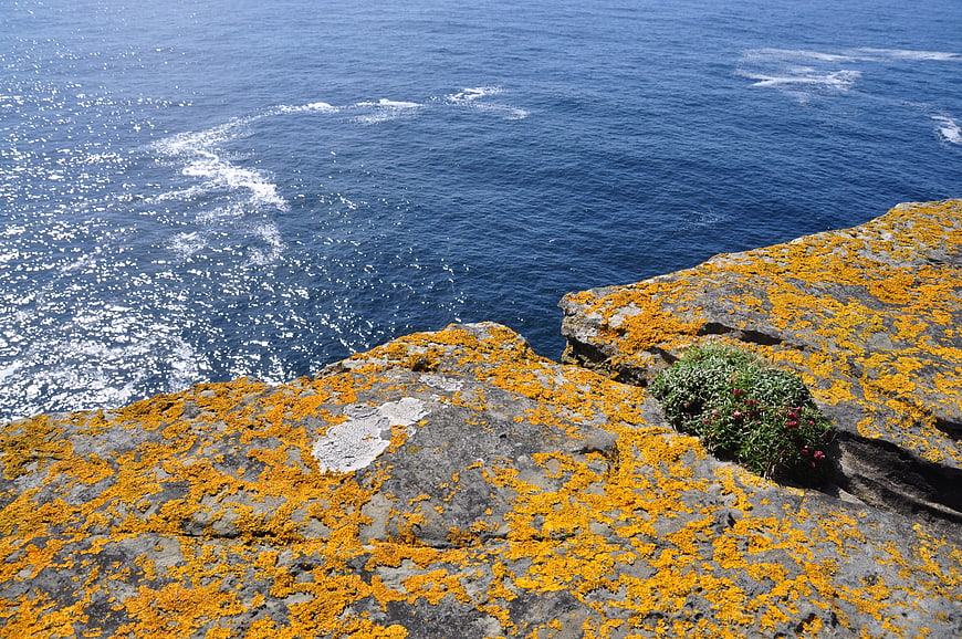 Yellow Lichen on Rocky Cliff Overlooking Blue Ocean