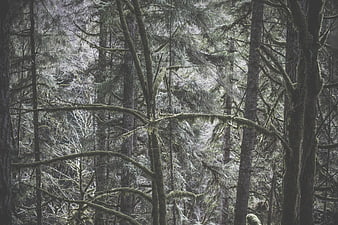 Mossy Forest Trees in Grayscale