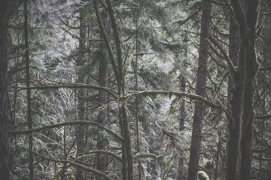 Mossy Forest Trees in Grayscale