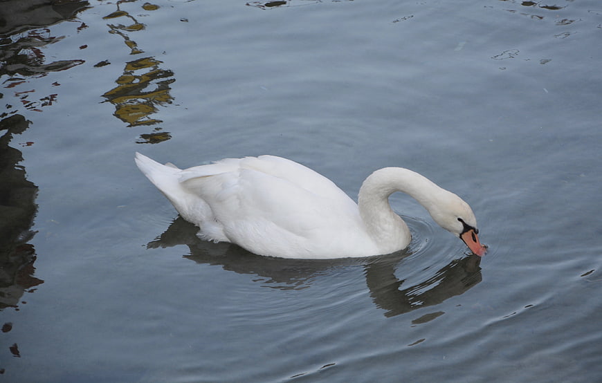 White Swan Swimming in Calm Lake Water