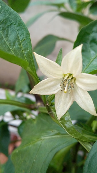 Close-up of a white chili pepper flower on a green plant