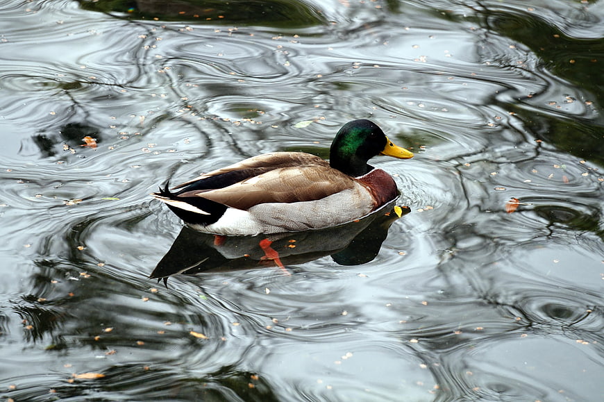 Male Mallard Duck Swimming in Rippling Pond Water