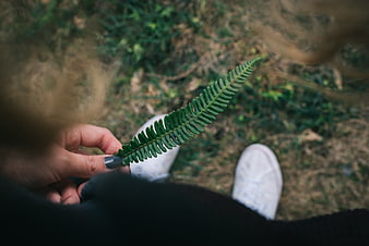 First-person view of hand holding green fern leaf outdoors