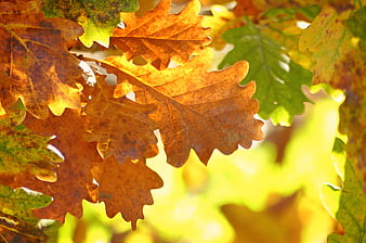 Close-up of golden oak leaves in autumn sunlight