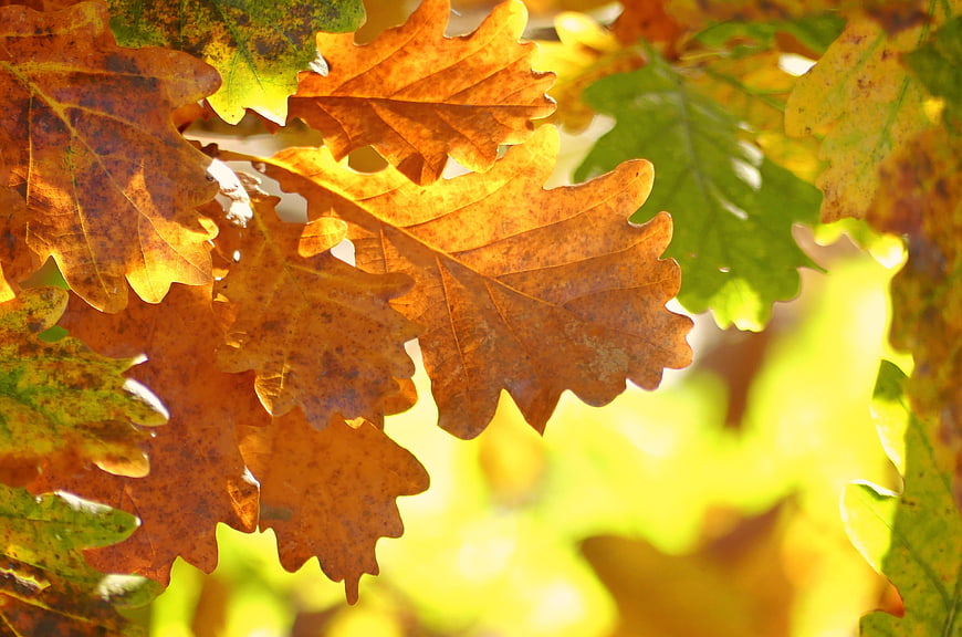 Close-up of golden oak leaves in autumn sunlight
