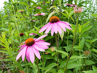Pink Coneflowers Blooming in Green Garden
