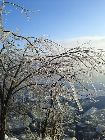 Frozen tree branches covered in ice against a blue winter sky