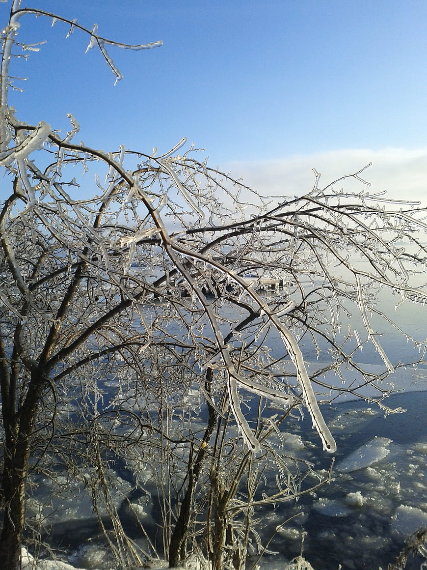 Frozen tree branches covered in ice against a blue winter sky