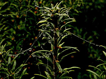 Spider web with dew drops on green plant leaves