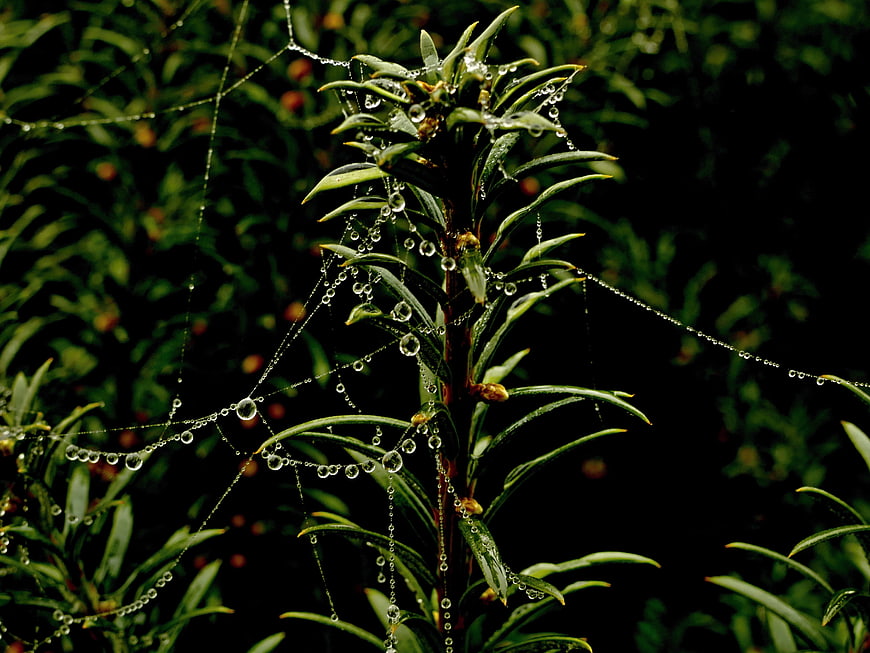Spider web with dew drops on green plant leaves