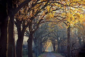 Misty Autumn Tree Avenue With Golden Leaves And Dark Path