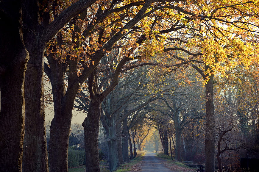 Misty Autumn Tree Avenue With Golden Leaves And Dark Path