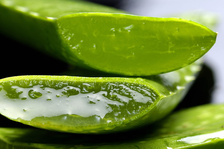 Fresh Aloe Vera Leaf with Gel Close Up