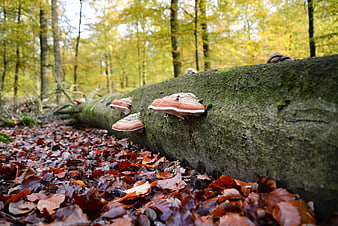 Autumn forest scene with mushrooms on fallen log