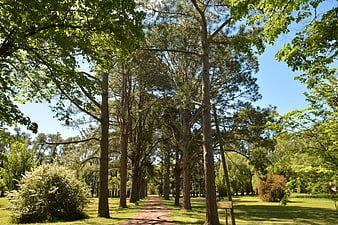 Sunny path through tall pine trees in a green park