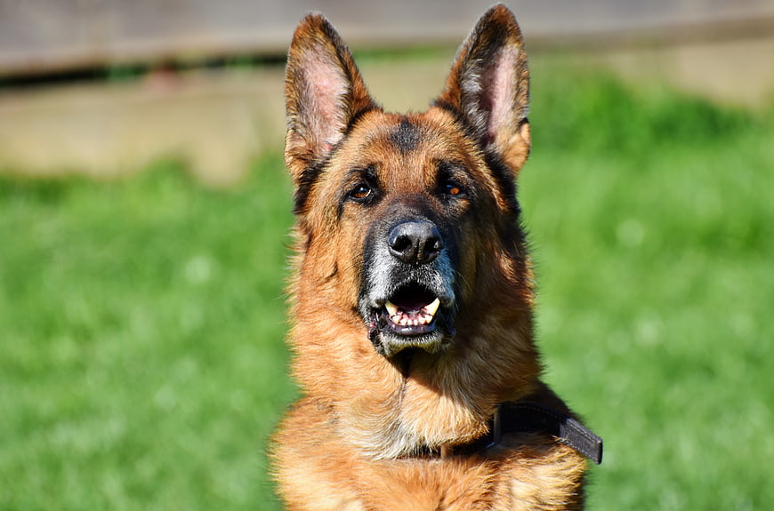Portrait of German Shepherd Dog on Green Grass