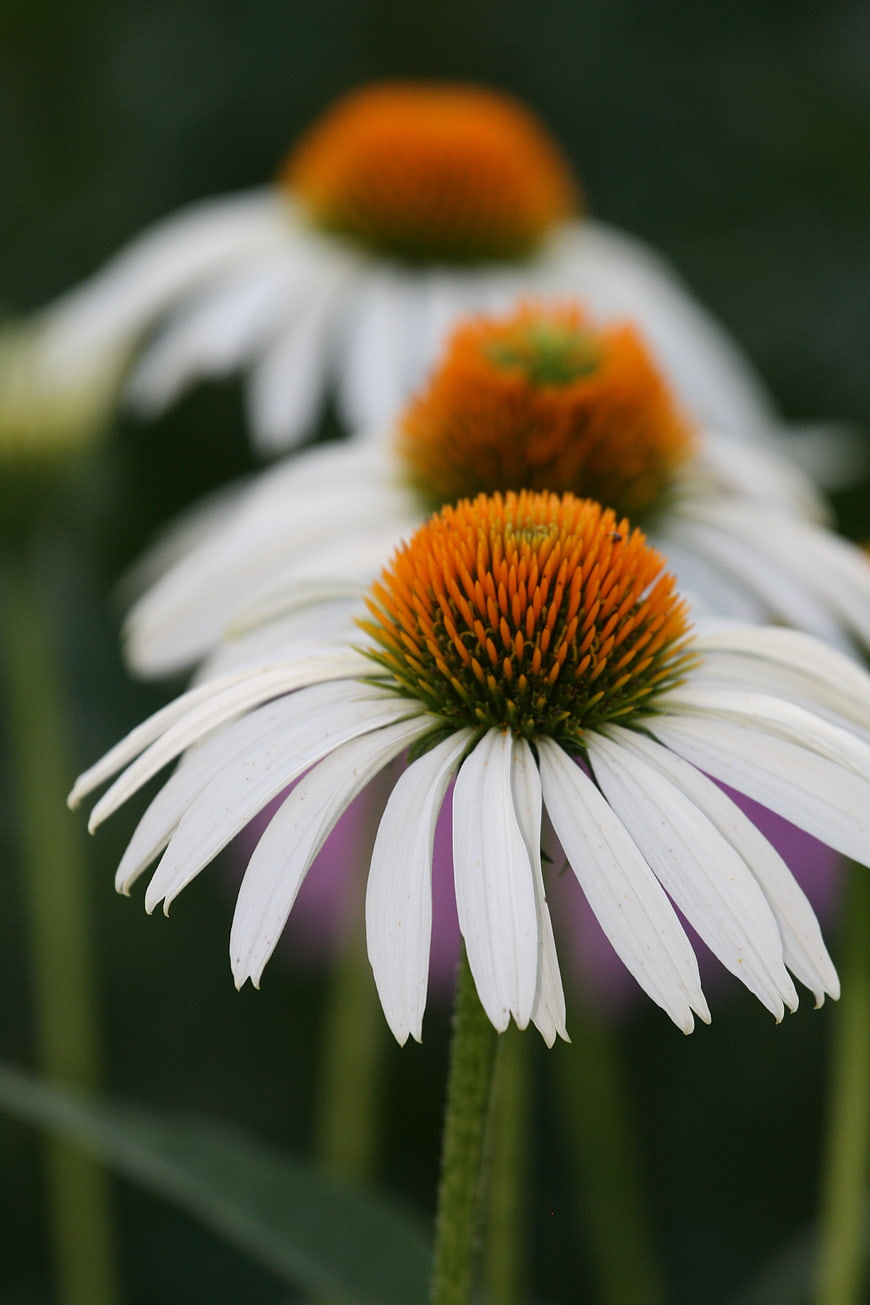 Close-up of white coneflowers with orange centers