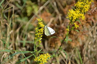 White Cabbage Butterfly on Yellow Goldenrod Flower