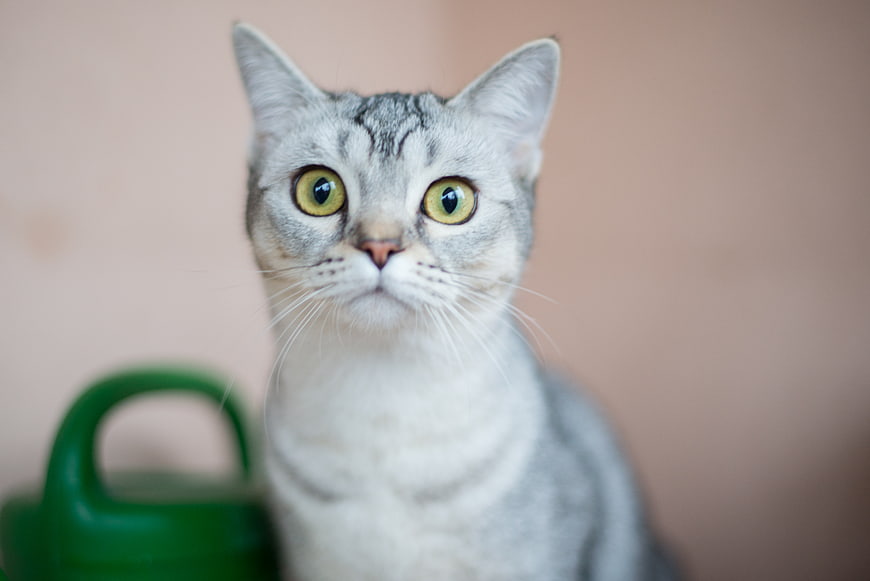 Close-up portrait of a silver tabby cat with green eyes