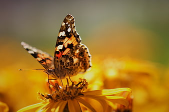 Close-up of Painted Lady Butterfly on Yellow Flower