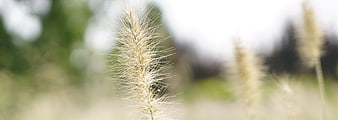 Close-up of fluffy foxtail grass in a sunny field