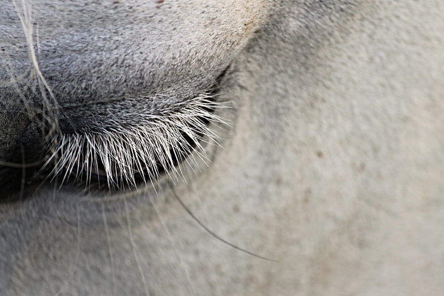 Close-up of a gray horse eye with detailed eyelashes