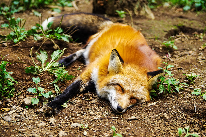 Sleeping Red Fox in Forest Undergrowth