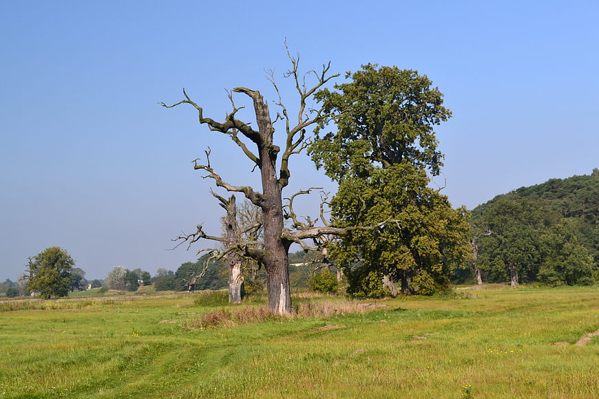Dead and living oak trees in a green meadow landscape