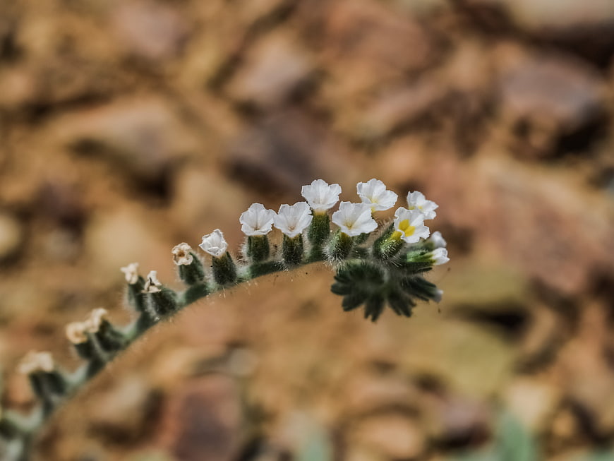 Close-up of delicate white wildflowers on a fuzzy stem