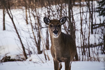 Deer Standing in Snowy Winter Forest