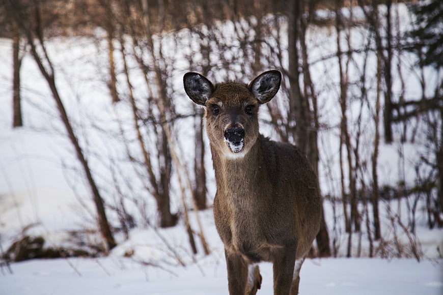 Deer Standing in Snowy Winter Forest