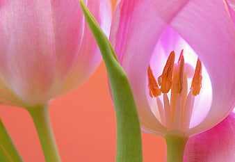 Macro photography of pink tulip flowers with orange background