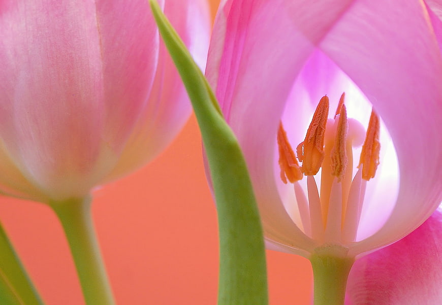Macro photography of pink tulip flowers with orange background